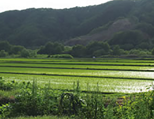 小坂農園様のお米